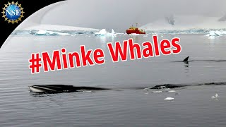 Swim with Minke whales [upl. by Nosinned]