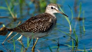 Фифи птица  Wood sandpiper [upl. by Areem564]