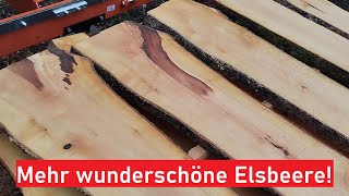 Mehr Elsbeere auf der WoodMizer Lt 15 Wide – Holz mit Anomalien [upl. by Akinor753]