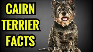 13 Amazing Facts About Cairn Terriers [upl. by Ahtekal]