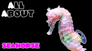 All About The Seahorse [upl. by Wall]