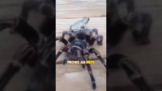 Unlikely friendship  frogs and tarantulas 🐸🕷️unlikelyfriends animalfriends [upl. by Sulienroc644]