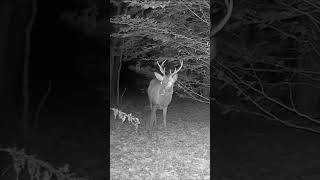 Fausse alerte pour ce cerf 🙄 wildlife animauxsauvages deer faune cerf trailcamera [upl. by Bounds]