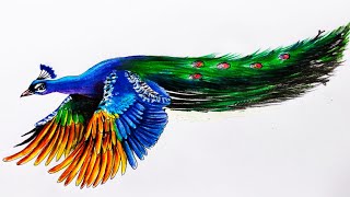 Flying Peacock drawing easy step by step  Peacock Drawing  Drawing [upl. by Sorkin219]