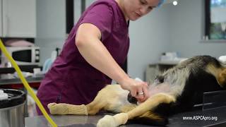 SpayNeuter Patient Care Patient Prep  Canine [upl. by Ahsytal]