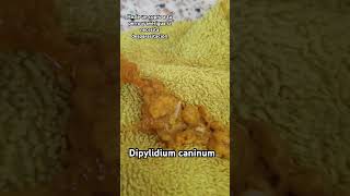 Dipylidium caninum o Tenia de perro 🐕 Parasitos Parasitologia microbiología [upl. by Sukul]