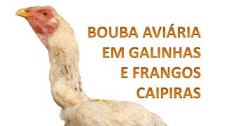 BOUBA AVIÁRIA em galinhas caipiras [upl. by Wing]