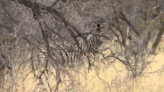 Namibia Bushman Hunt 2014 Part 2 [upl. by Dode]