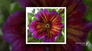 Salpiglossis  garden plants [upl. by Schertz655]