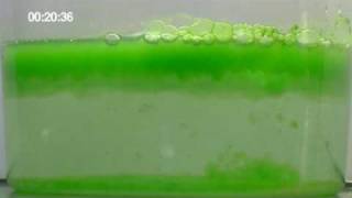 Algae Oil Extraction [upl. by Puett]