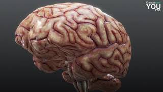 Functional areas  Parietal lobe [upl. by Aicetel]