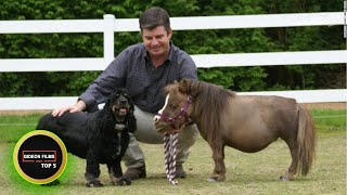 5 Smallest Horse in the World 5 Smallest Horse Breeds [upl. by Xena]