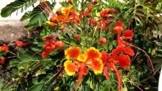 Caesalpinia pulcherrima Pride of Barbados Dwarf Poinciana Peacock Flower [upl. by Rois]