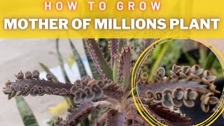 Mother of Millions Plant Care Tips and Propagation [upl. by Aronoel787]