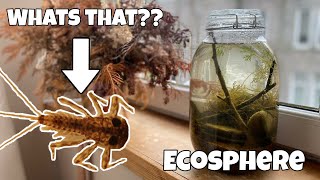 Never Drink From A River DIY Sealed EcosphereJarrarium Life in Jars a Self Sustaining Ecosystem [upl. by Rosenberg]