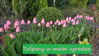 Tulipany i szafirki oraz inne byliny wiosenne w moim ogrodzie Ogród Jadzi 138 [upl. by Amitak]