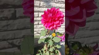 🌼🌸Lets explore their stunning colors and unique charm 🌸 FloralDesign DahliaMagic dahlias [upl. by Pammi231]