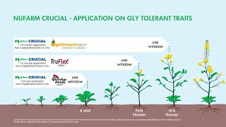 Nufarm CRUCIAL for use in gly tolerant canola [upl. by Nauqas]