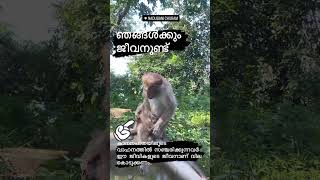 Shocking Accident Injured Monkey on the Road – A WakeUp Call for Wildlife Safety [upl. by Finlay]