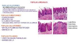 Histología Lengua  Sistema digestivo [upl. by Staal]