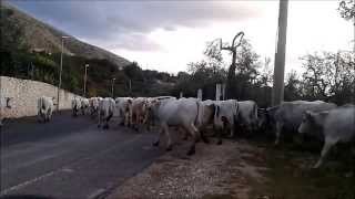 Cane pastore al lavoro [upl. by Ah]