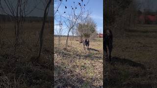 Wirehaired pointing griffon is trying to hone in on a quail wirehairedpointinggriffon dog [upl. by Ierna836]