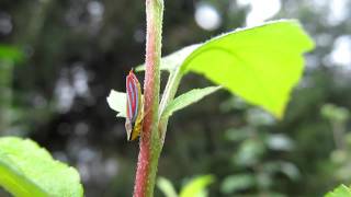 Graphocephala coccinea Redbanded Leafhopper [upl. by Harris]