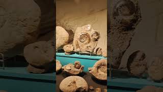 One mans hobby everybodys museum Moqui Cave Kanab Utah [upl. by Yalonda]