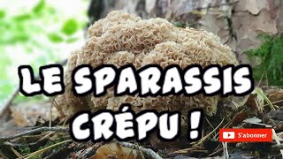 Identifier le sparassis crépu Cueillette des champignons 2020 [upl. by Sinnod791]