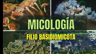 Filio BASIDIOMYCOTA  Tema 15  Micología  Microbacter [upl. by Ayanahs749]