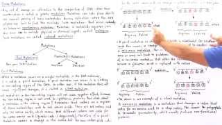 Point Mutations BasePair Substitutions [upl. by Saoj]