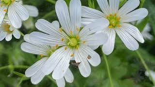 Greater Stitchwort with John Feehan Wildflowers of Offaly series [upl. by Ivel]