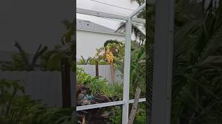 Hurricane Milton 🌀 smacking the food forest cape coral florida [upl. by Eanad]