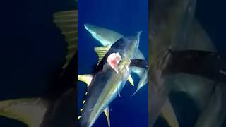 Insane shark attack footage while Spearfishing for yellowfin tuna sharkattack spearfishing shark [upl. by Yerffoej939]