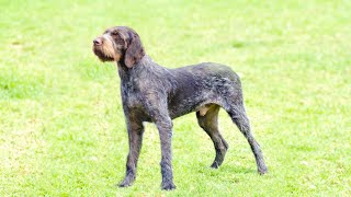 What You Need to Know Before Getting a German Wirehaired Pointer or German Shorthaired Pointer [upl. by Jarietta38]