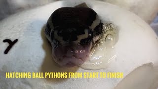 Hatching Ball Pythons From Start To Finish [upl. by Duncan]