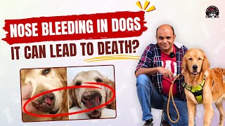 Nose Bleeding In Dogs  Best Possible Solutions By Baadal Bhandaari [upl. by Braca228]