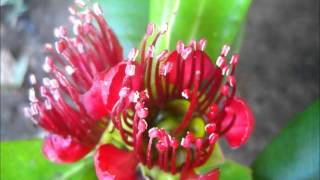 Palawan Endemic Flora Xanthostemon speciosus showing species variation [upl. by Anircam]