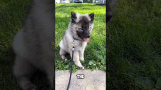 introducing the keeshond 🐕 a very cute pet breed keeshond [upl. by Atiluap426]