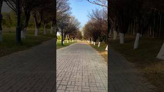 Nature Beauty short Video tiktok whatsapp youtube facebook instagram shorts [upl. by Efram914]