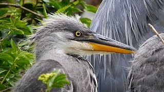 Young Herons Abington Park Northampton Nikon P900 [upl. by Alphonsa]