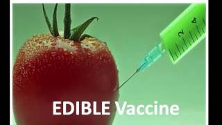 Edible vaccine new era of biotechnology [upl. by Ahsinyd365]