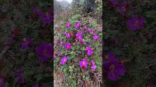 Heen Bovitiya  හීන් බෝවිටියා  Osbeckia octandra Endemic Ayurvedic Plant in Sri Lanka plants sl [upl. by Aiel]