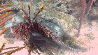 Toad Fish Eating Lion Fish [upl. by Perry]