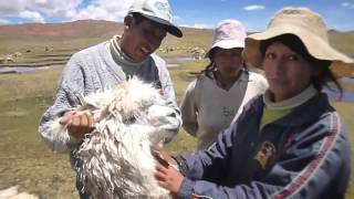 Selección de Reproductores y la Bacterina para Prevenir la Enterotoxemia en Alpacas [upl. by Myrwyn]