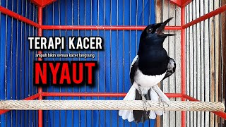 SUARA BURUNG kacer gacor NGEPLONG TARUNG ini paling AMPUH buat PANCINGAN KACER agar EMOSI [upl. by Atarman648]