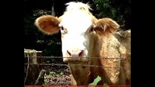 COWS COWS COWS on the FARM Mooing Their Real Sounds amp Eating amp More [upl. by Larson689]