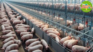 Why and How do Chinese Millionaire Farmers can raise pigs in multistory buildings HighTechPigfarm [upl. by Renate757]