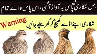 quail night sound 2024batair ki awaz rat wali [upl. by Brownson632]