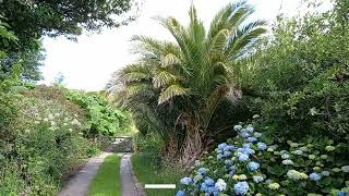 Penzances Tropical Canary Island Date Palm in June [upl. by Oscar434]